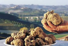 O tartufo é um dos ingredientes mais luxuosos e valorizados da gastronomia mundial.